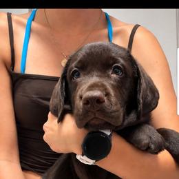 Girl 3 - Chocolate female Labrador Retriever puppy in Wauconda, Illinois from Oksana's Labrador Retrievers