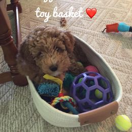 Goldendoodle Puppies from Stella’s Stunning Goldendoodles of VA