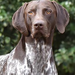 German Shorthaired Pointer All Grown Up from Windward German Shorthaired Pointers