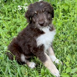 Aussiedoodle Puppies from A Dose Of Doodle