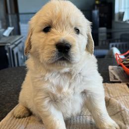 Boy 2 - Light golden male Golden Retriever puppy in Graham, Washington from Purebred Golden Paws