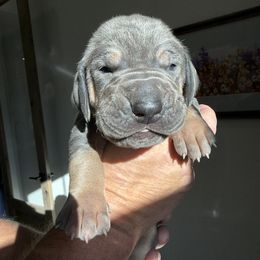 Liberty - Blue female Great Dane puppy in Weatherford, Texas from Oak Bend Danes