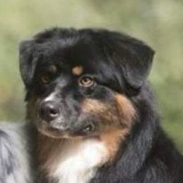 Emma - Australian Shepherd