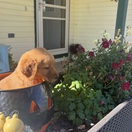 Brooks - Black collar - Dark golden male Golden Retriever puppy in Cheyenne, Wyoming from Battlemountain Kennels