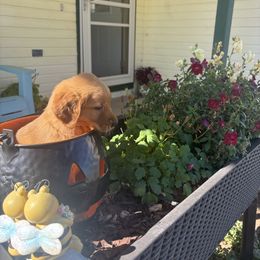 Brooks - Black collar - Dark golden male Golden Retriever puppy in Cheyenne, Wyoming from Battlemountain Kennels