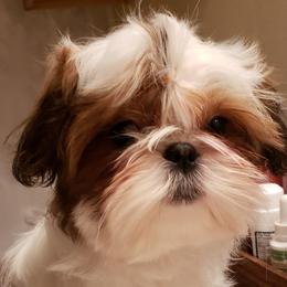 Shih Tzu Puppies from Willow Lane Shih Tzus