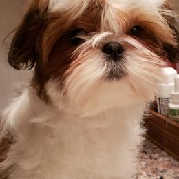 Shih Tzu Puppies from Willow Lane Shih Tzus