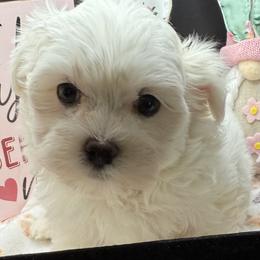 Hayden - White male Maltese puppy in Colonial Beach, Virginia from BeachRidge Pups