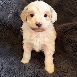 Wilson - Blenheim male Cavapoo puppy in Omaha, Nebraska from Danielle Elhabbal
