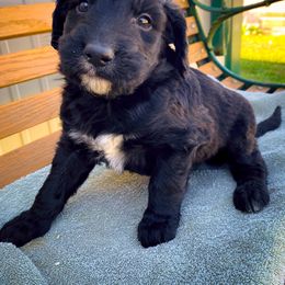 Bernedoodle and Siberian Husky Puppies from Timberline Paws