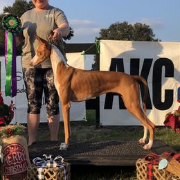 Katy - Ibizan Hound