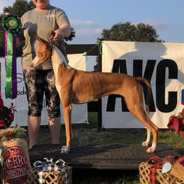 Katy - Ibizan Hound