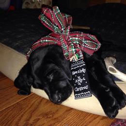 Golden Retriever and Labrador Retriever Puppies from Bear Pond Retrievers