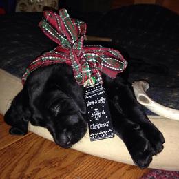Golden Retriever and Labrador Retriever Puppies from Bear Pond Retrievers
