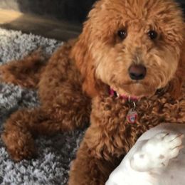 Goldendoodles from Krista's Goldendoodles