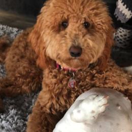 Goldendoodles from Krista's Goldendoodles