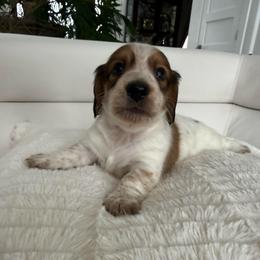 Boy 1 - Piebald male Dachshund puppy in Spokane, Washington from Dearhaven Doxie