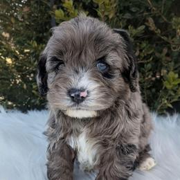 Ace - Merle male Cockapoo puppy in Salt Lake City, Utah from Utah Cocker Spaniels