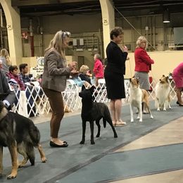 Dutch Shepherds from Sylviane Wildflower DSK (Dutch Shepherd Kennel) California