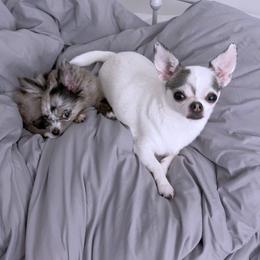 Chihuahua Puppies from Petite Pups LLC