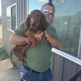 Milele - Red female Dachshund puppy in Bluff City, Tennessee from Sidanelv Dachshunds