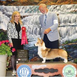 Pembroke Welsh Corgi puppies from Eaglerock Kennel