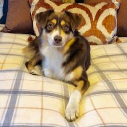 Miniature American Shepherd All Grown Up from Greenwood Acres Kennel