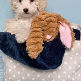 Orion - Cream male Poodle puppy in Cartersville, Georgia from Little Legacy Puppies