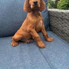 Silver boy - Mahogany Irish Setter puppy in Fredonia, New York from Northwinds