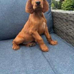 Silver boy - Mahogany Irish Setter puppy in Fredonia, New York from Northwinds
