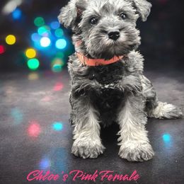 Pinky - Salt and pepper female Miniature Schnauzer puppy in Houston, Texas from Haughton Farm