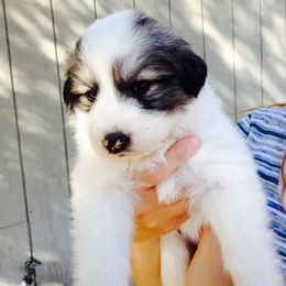 Great Pyrenees Puppies from Heritage Mountain Ranch