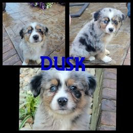 Boy 1 - Blue merle Australian Shepherd puppy in London, Kentucky from Stormy Creek Aussies