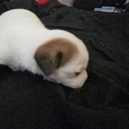 Girl 1 - Cream and white Chihuahua puppy in Oklahoma City, Oklahoma from Teacup Chihuahuas and Friends