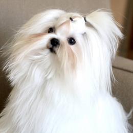 Sparky - Maltese