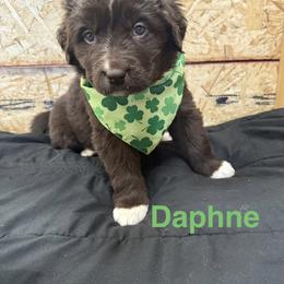 Daphne - White and brown female Newfoundland puppy in Goodhue, Minnesota from Claypits Newfoundlands