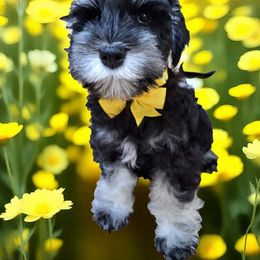 WM8 - Black and silver male Miniature Schnauzer puppy in Bell, Florida from West of the Rhine Miniature Schnauzers