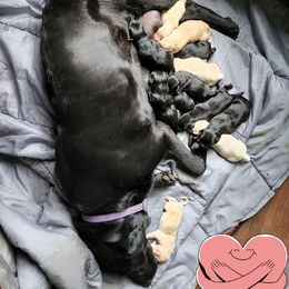 Labrador Retriever Puppies from Huebbe's Labradors