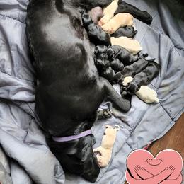 Labrador Retriever Puppies from Huebbe's Labradors