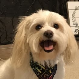 Cotons de Tulear from Coton de Tulear of Spring, TX