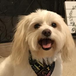 Cotons de Tulear from Coton de Tulear of Spring, TX