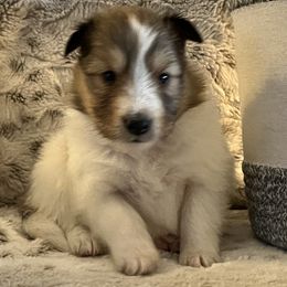 Shetland Sheepdogs from Tricia's Sheltie Puppies