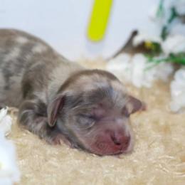 Diva - Blue and cream female Dachshund puppy in Bellville, Ohio from JK Mini Doxies