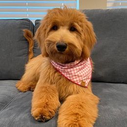 Goldendoodles from The unFURgettables