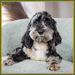 Rusty - Merle male Cockapoo puppy in Connersville, Indiana from Deaz Doodle Ranch