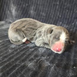 Sylvie - Slate female Border Collie puppy in Gary, Indiana from Lake Ridge Border Collies