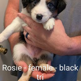 Aussiedoodle, Australian Shepherd, and Golden Retriever Puppies from Hope & Joy Acres