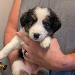 Aussiedoodle, Australian Shepherd, and Golden Retriever Puppies from Hope & Joy Acres