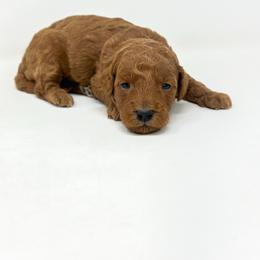 David - Red  male Goldendoodle puppy in Davison, Michigan from Dreaming Doodles