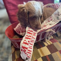 Red - Caramel red male Australian Labradoodle puppy in Eagle, Wisconsin from Fruitful Beginnings,LLC